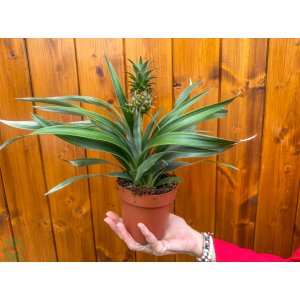 Ananás (Ananas comosus) ´MI AMIGO´ - výška 20-25 cm, kont. C1,5L
